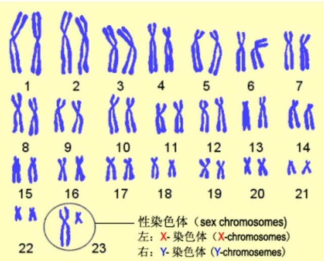 哪些人在做试管婴儿前适合做5对染色体或23对染色体筛查？