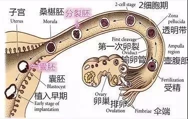试管婴儿技术 试管婴儿技术
